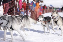 Lenk 2013